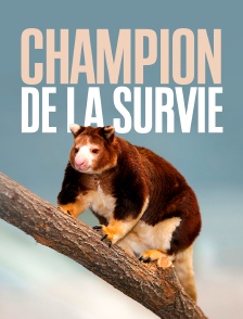 Champion de la survie