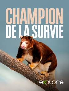 EXPLORE - Champion de la survie en replay