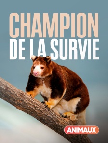 Champion de la survie