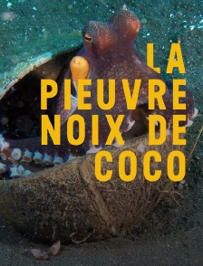 La pieuvre noix de coco