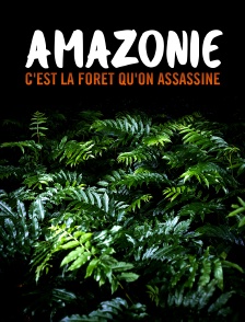 Amazonie : c'est la forêt qu'on assassine