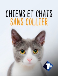 T18 - Chiens et chats sans collier