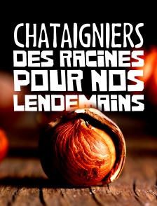 Châtaigniers, des racines pour nos lendemains