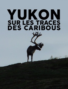 Yukon : Sur les traces des caribous