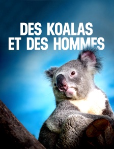 Des koalas et des hommes