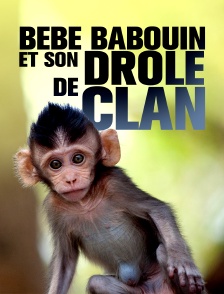 Bébé babouin et son drôle de clan