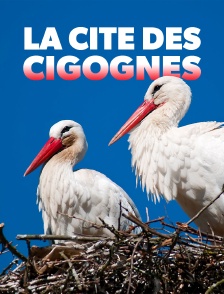 La cité des cigognes