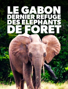 Le Gabon, dernier refuge des éléphants de forêt