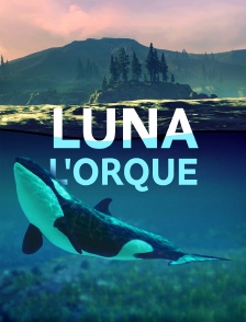 Luna, l'orque