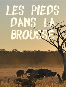 Les pieds dans la brousse