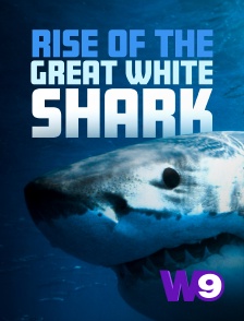 Rise of the great white shark