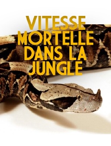 Vitesse mortelle dans la jungle