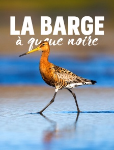 La barge à queue noire : L'oiseau méconnu des rivages