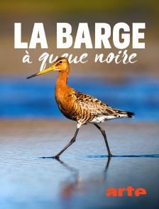 Arte - La barge à queue noire : L'oiseau méconnu des rivages