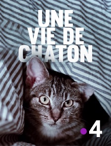 Une vie de chaton