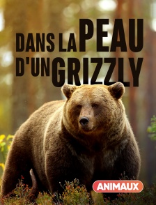 Dans la peau d'un grizzly