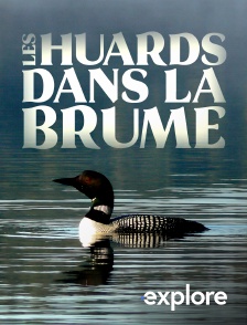 EXPLORE - Les huards dans la brume