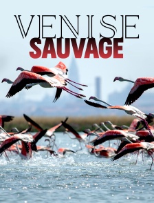 Venise sauvage