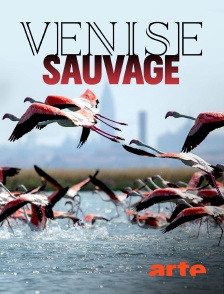 Venise sauvage