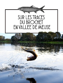Sur les traces du brochet en vallée de Meuse