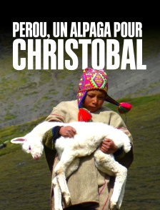 Pérou, un alpaga pour Christobal
