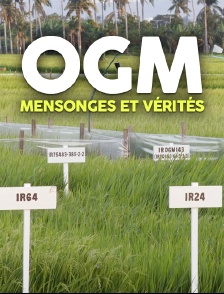 OGM : mensonges et vérités