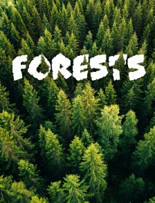Forests