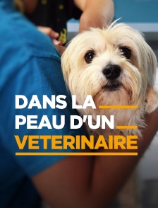 Dans la peau d'un vétérinaire