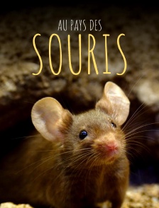Au pays des souris