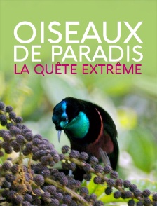 Oiseaux de paradis : la quête extrême