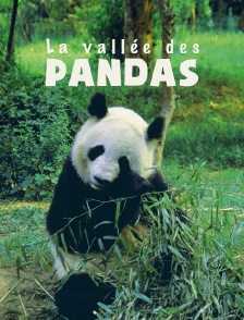 La vallée des pandas