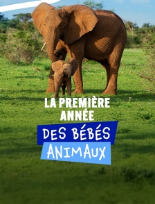 La première année des bébés animaux