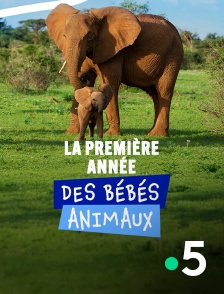 France 5 - La première année des bébés animaux