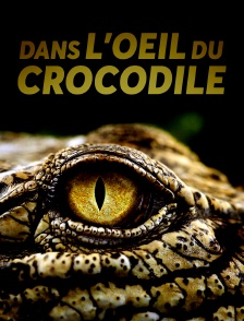 Dans l'oeil du crocodile
