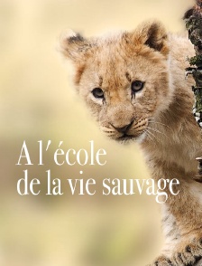 A l'école de la vie sauvage
