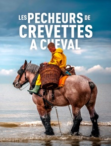 Belgique : Les pêcheurs de crevettes à cheval