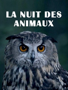 La nuit des animaux