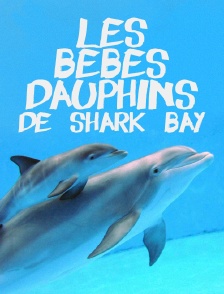 Les bébés dauphins de Shark Bay