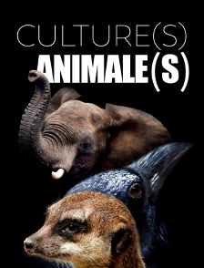 Cultures animales
