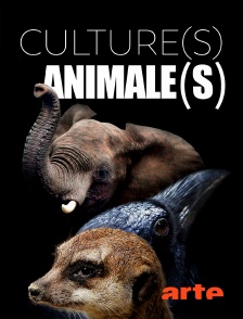 Arte - Cultures animales