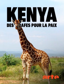 Arte - Kenya, des girafes pour la paix