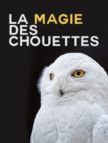 La magie des chouettes