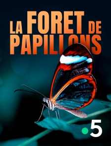 France 5 - La forêt de papillons