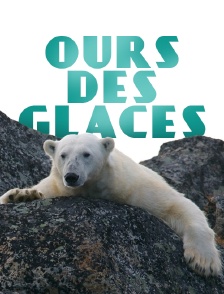 Ours des glaces