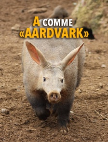 A comme «aardvark»