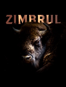 Zimbrul