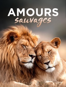 Amours sauvages : Tous les goûts sont dans la nature