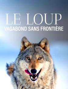 Le loup, un vagabond sans frontière