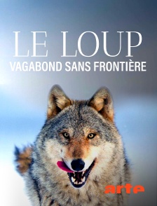 Arte - Le loup, un vagabond sans frontière