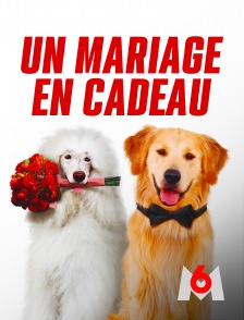 M6 - Un mariage en cadeau